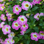 Calibrachoa Chameleon Starlet Pink